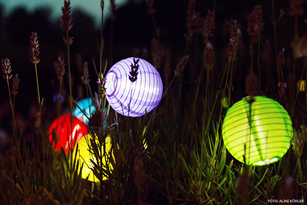bunte Lampingons im hohen Gras